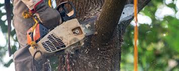 How Our Tree Care Process Works  in  Holtville, CA