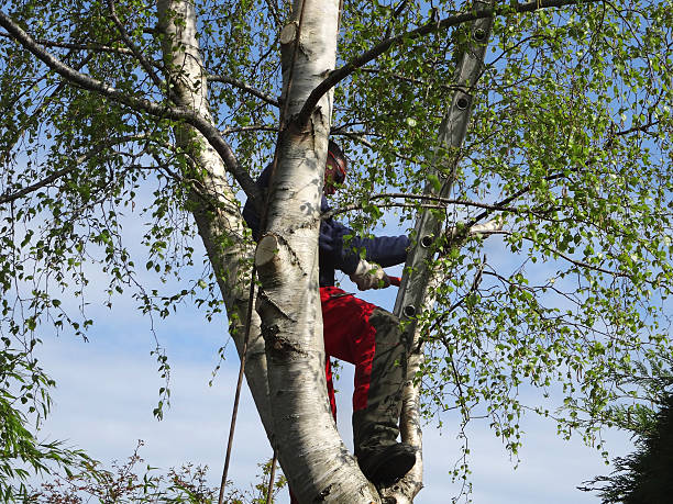 Professional Tree Services in Holtville, CA